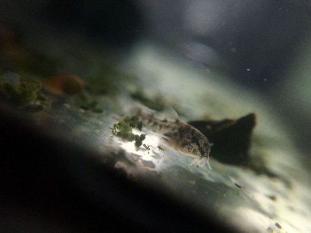 Corydoras Sterbai Jong